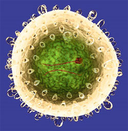Вирусный гепатит B